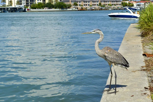 Garça cinzenta Nome latino Ardea cinerea — Fotografia de Stock