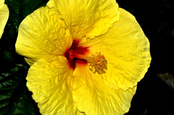 Chinesischer Hibiskus blüht im Sommer — Stockfoto