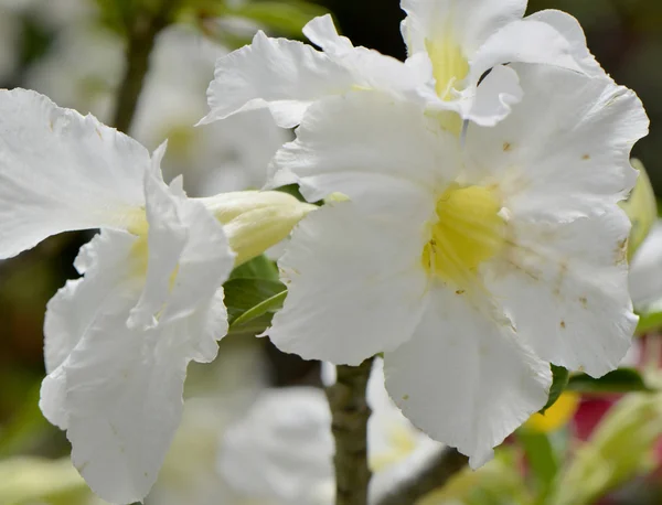 Adenium somalense nova — Stockfoto