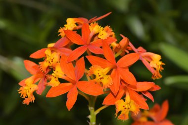 Haç orkide epidendrum radicans