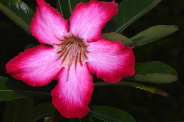 Dwarf pomegranate Latin name punica granatum nana — Stock Photo, Image