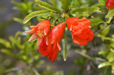 Cüce nar Latince Adı punica granatum nana