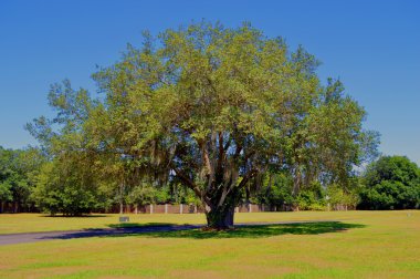 Meşe ağacı Latince Adı Quercus virginiana İspanyolca üzerinde büyüyen moss ile