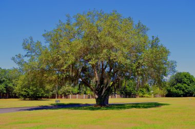 Oak tree Latin name Quercus virginiana with Spanish moss growing on it clipart
