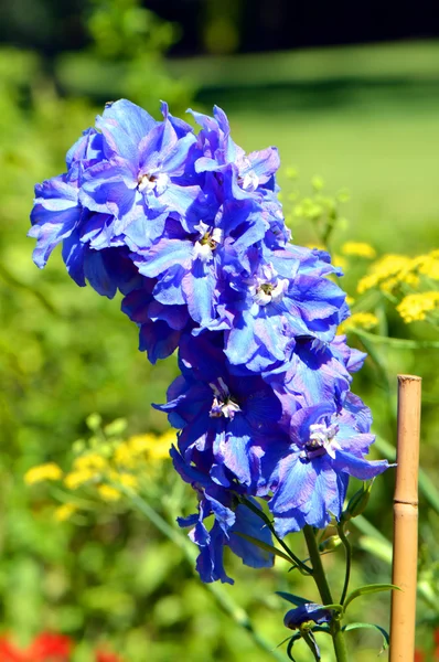 Delphinium Fanfare Latin name Larkspur in flower — Stock Photo, Image