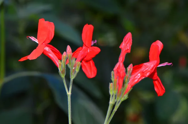 Salvia blefarofilla fiori — Foto Stock