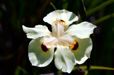 beyaz iris çiçeği