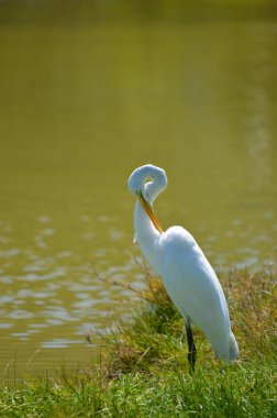 Büyük ak balıkçıl Latince Adı ardea alba