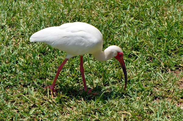 வெள்ளை இபிஸ் லத்தீன் பெயர் Eudocimus albus — ஸ்டாக் புகைப்படம்