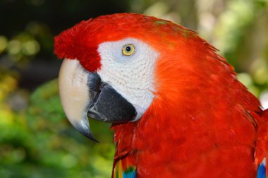 Scarlet Amerika papağanı Latince isim ara macao