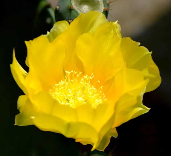 Fico d'india fiore di cactus nome latino Opuntia — Foto Stock