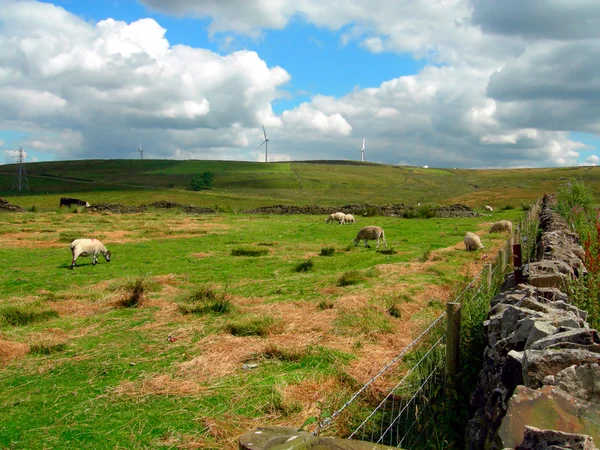 Owce w odebrać Bank, Darwen, Anglia Uk — Zdjęcie stockowe