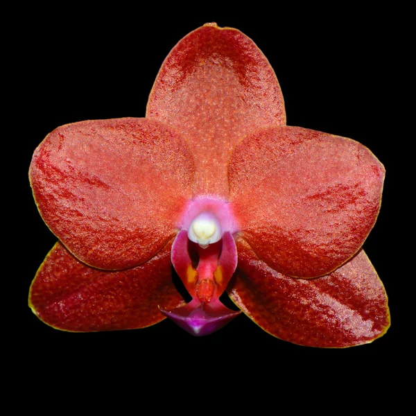 Phalaenopsis Ching Rueys krwi czerwone słońce — Zdjęcie stockowe