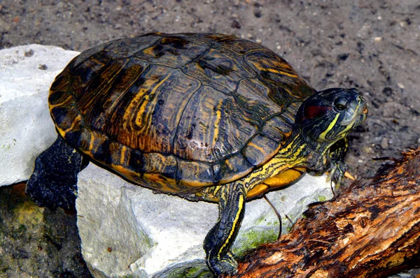 Красноухая черепаха по имени Trachemys scripta elegans — стоковое фото