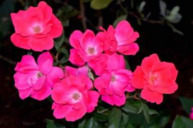 Rose Latin adı Rosa Knock Out