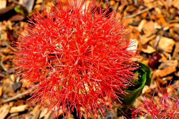 Scadoxus multiflora Giglio di sangue fiore — Foto Stock