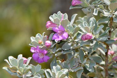 Texas Sage leucophyllum frutescens