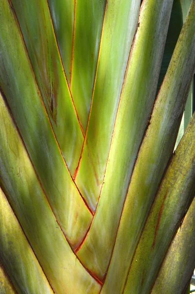 Arbre des voyageurs Nom latin ravenala madagascariensis — Photo