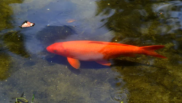 Złota rybka Nazwa łacińska Carassius auratus — Zdjęcie stockowe