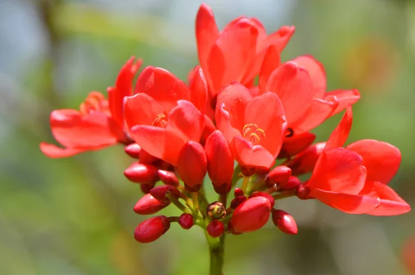 Jatropha integerrima bloemen in Florida Usa — Stockfoto