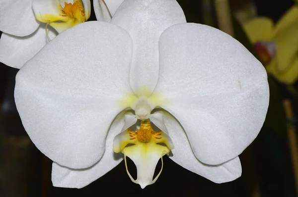 Księżyc Nazwa łacińska orchidei Phalaenopsis amabilis — Zdjęcie stockowe