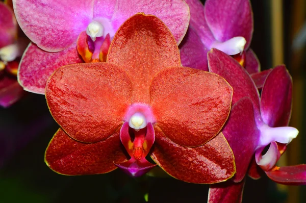 Phalaenopsis Ching Rueys krwi czerwone słońce — Zdjęcie stockowe