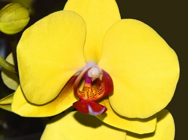 Phalaenopsis fullers zachód kwiat — Zdjęcie stockowe