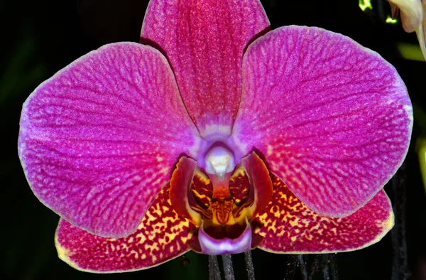 Phalaenopsis czerwony klejnot orchidea kwiat — Zdjęcie stockowe
