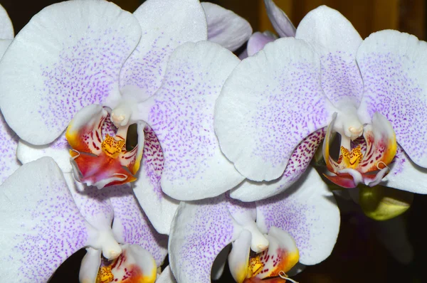 Phalaenopsis dobre Tern x Risson — Zdjęcie stockowe