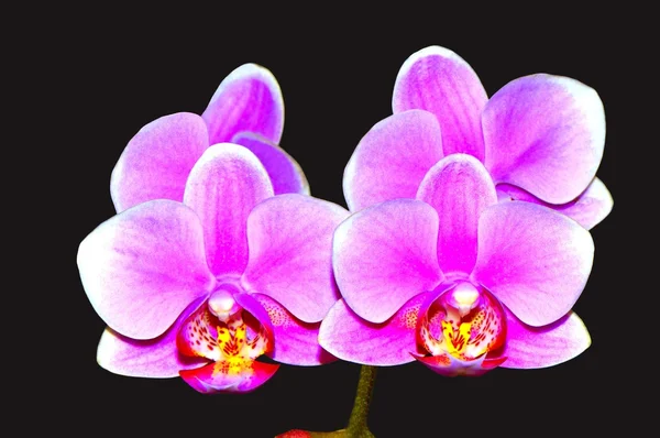 Phalaenopsis orkidé blomma — Stockfoto