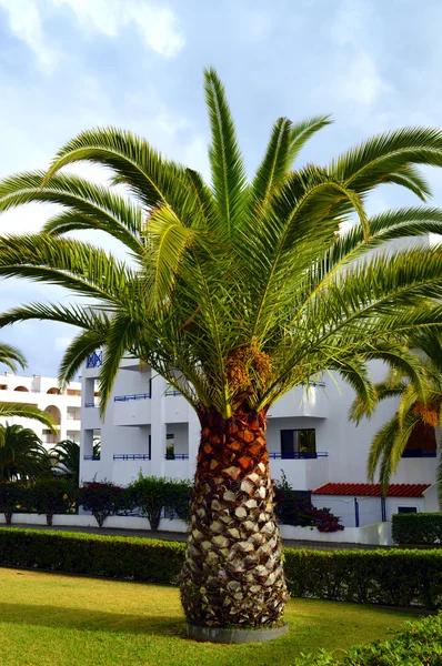 Sago palmiye Latince Adı Cycas revoluta