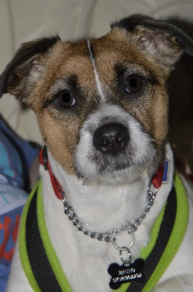 Bruno o cão Jack Russell Terrier — Fotografia de Stock