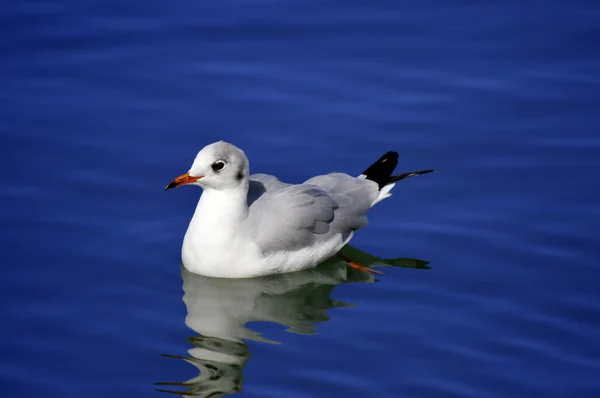Чайка, купання в Віламура — стокове фото