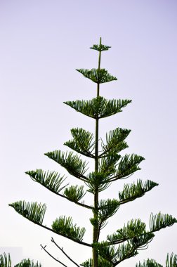 Norfolk Adası çam Latince adı Araucaria heterophylla