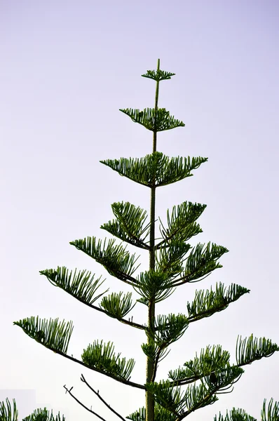 Norfolk Adası çam Latince adı Araucaria heterophylla — Stok fotoğraf