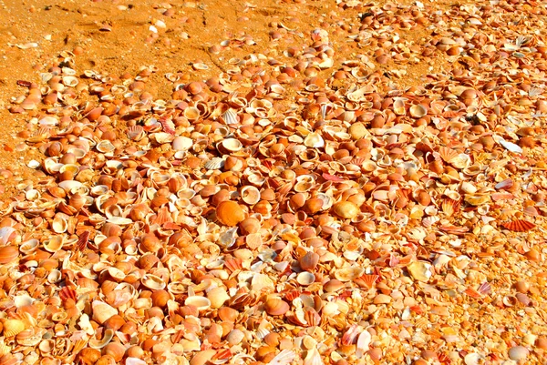 Benagil Beach shells on the Algarve coast — Stock Photo, Image