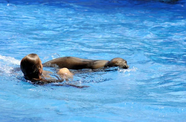 Ragazza che nuota con un leone marino — Foto Stock