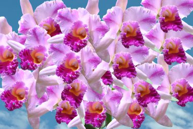 Orkide Cattleya çiçekler