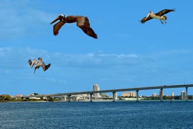 Brown pelicans flying over Sand Key in Florida clipart