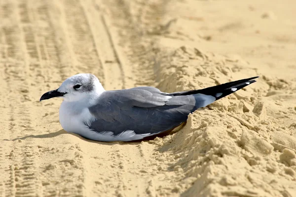 Gull-billed Tern Latin name Sterna nilotica — Stock Photo, Image