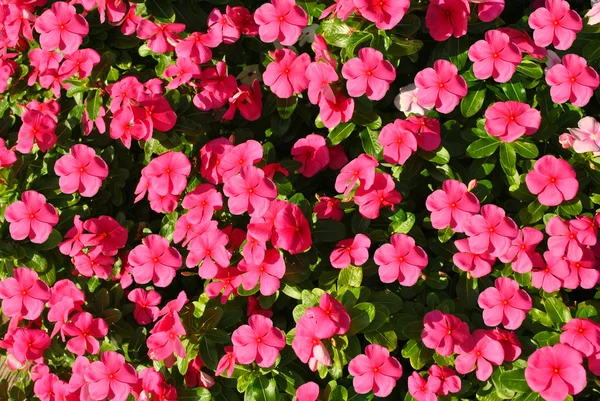 Flox botanické jméno Impatiens zvýraznění fialové květy — Stock fotografie