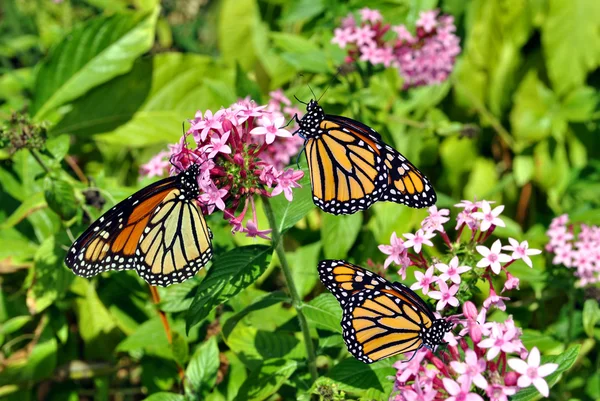 Monarca farfalle Nome latino Danaus plexippus — Foto Stock