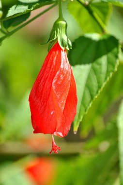 Çin Latince Adı hibiscus rosa-sinensis gülü