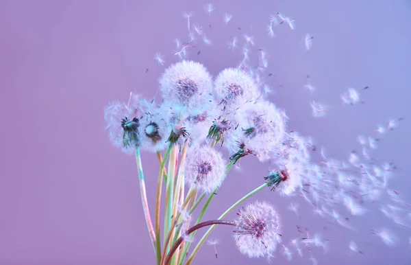 Blooming white dandelions in neon lights