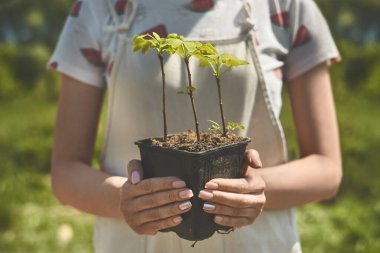 Eller yeşil bitkileri tencerede tutar.