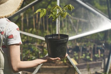 Elinde saksıda bitki var.