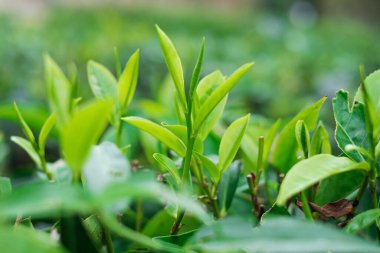 Sabahları çay bahçesindeki tepede çay yaprakları. Tarım ve doğal altyapı