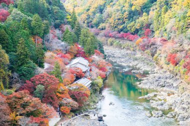 Renkli yapraklar ve Arashiyama 'daki Katsura nehri, manzara simgesi ve Japonya' nın Kyoto kentindeki turistler için popüler. Sonbahar sezonu, tatil, tatil ve gezi konsepti