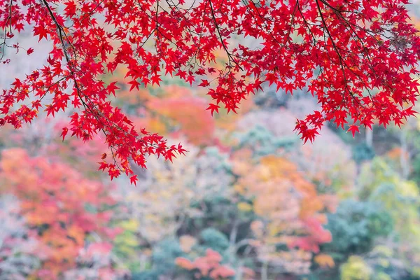 Rote Ahornblätter Garten Mit Kopierraum Für Text Natürlicher Bunter Hintergrund — Stockfoto