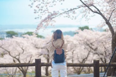 Baharda Sakura Kiraz Çiçeği 'ni gezen bir turist. Mutlu gezginler seyahat eder ve Japonya 'nın Miyagi kenti Sendai yakınlarındaki Matsushima Körfezi üzerinde Saigyo Modoshi no Matsu' da fotoğraf çeker. Meşhur Tarihi Tatil